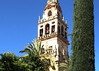 Glockenturm der großen Kathedrale von Cordoba : Garten, Zypresse
