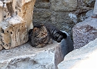 Katze in Cordoba : Antiquitäten