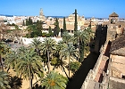 Blich vom Alcazar auf die Mezquita und Kathedrale : Palmen, antike Mauern