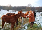 Pferde in Ulrichshusen : Pferd, Schnee, Andrea, Tove
