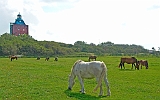 Pferde sind auf der Insel wichtig, da sie die vielen Kutschen auf dem Wattweg zwischen Neuwerk und Sahlenburg ziehen.