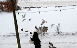 Winter 2010, Vogelfütterung : Schnee, Tove